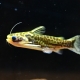 5/8　入荷魚紹介