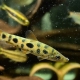 在庫魚紹介