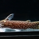 8/8　本日の入荷魚
