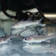 入荷魚紹介
