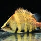 9/11　入荷魚紹介