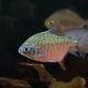 9/18　入荷魚紹介