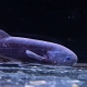 9/23　入荷魚紹介
