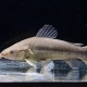 10/14　入荷魚紹介