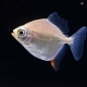 10/16　入荷魚紹介