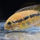 10/23　入荷魚紹介