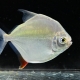5/19　本日の入荷魚