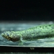 9/8　入荷魚紹介