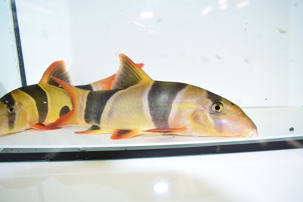 クラウンローチ 他 - 静岡市の熱帯魚専門店（大型魚・古代魚・珍魚