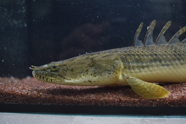 Po.コンギクス - 静岡市の熱帯魚専門店（大型魚・古代魚・珍魚