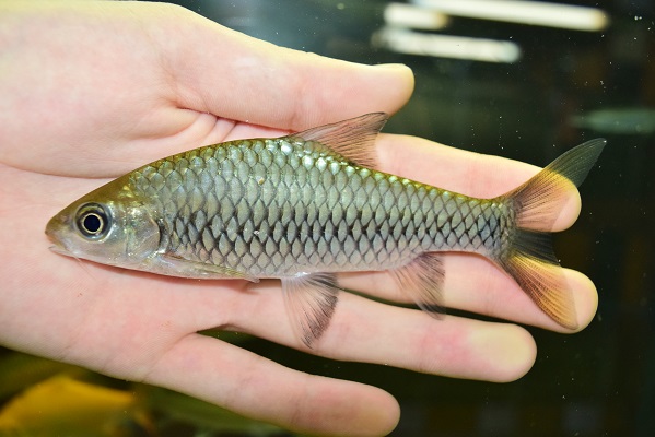 おさかな紹介 - 静岡市の熱帯魚専門店（大型魚・古代魚・珍魚）｜World Rivers