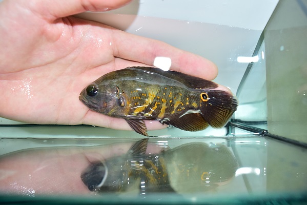 本日の入荷！ - 静岡市の熱帯魚専門店（大型魚・古代魚・珍魚）｜World