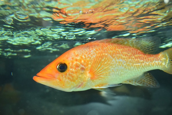 さかな紹介 - 静岡市の熱帯魚専門店（大型魚・古代魚・珍魚）｜World Rivers