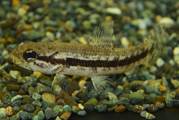 さかな紹介 - 静岡市の熱帯魚専門店（大型魚・古代魚・珍魚）｜World Rivers