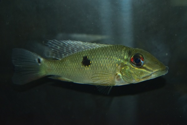 さかな紹介 静岡市の熱帯魚専門店 大型魚 古代魚 珍魚 World Rivers