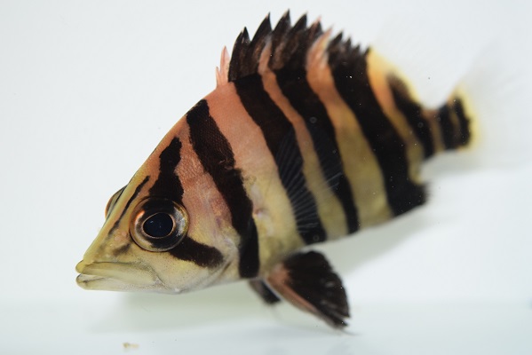 さかな紹介 - 静岡市の熱帯魚専門店（大型魚・古代魚・珍魚）｜World 