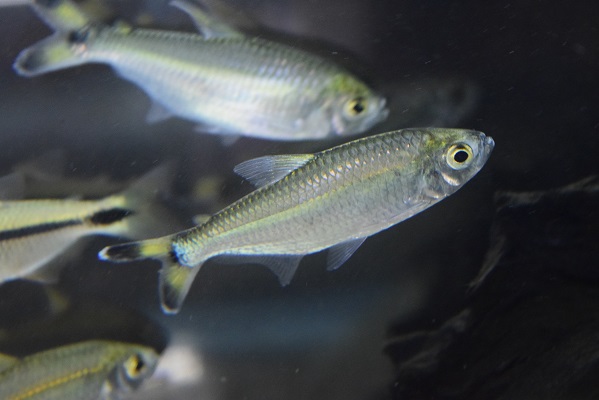 さかな紹介 - 静岡市の熱帯魚専門店（大型魚・古代魚・珍魚）｜World