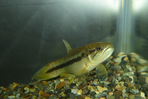 今日のイチオシ! - 静岡市の熱帯魚専門店(大型魚・古代魚・珍魚 今日のイチオシ! - 静岡市の熱帯魚専門店(大型魚・古代魚・珍魚