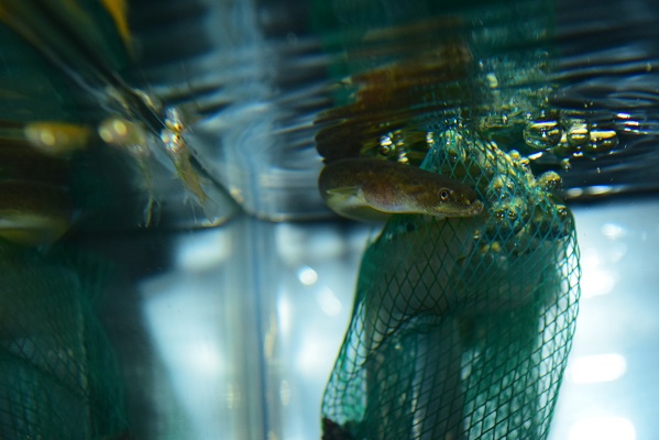 さかな紹介 静岡市の熱帯魚専門店 大型魚 古代魚 珍魚 World Rivers