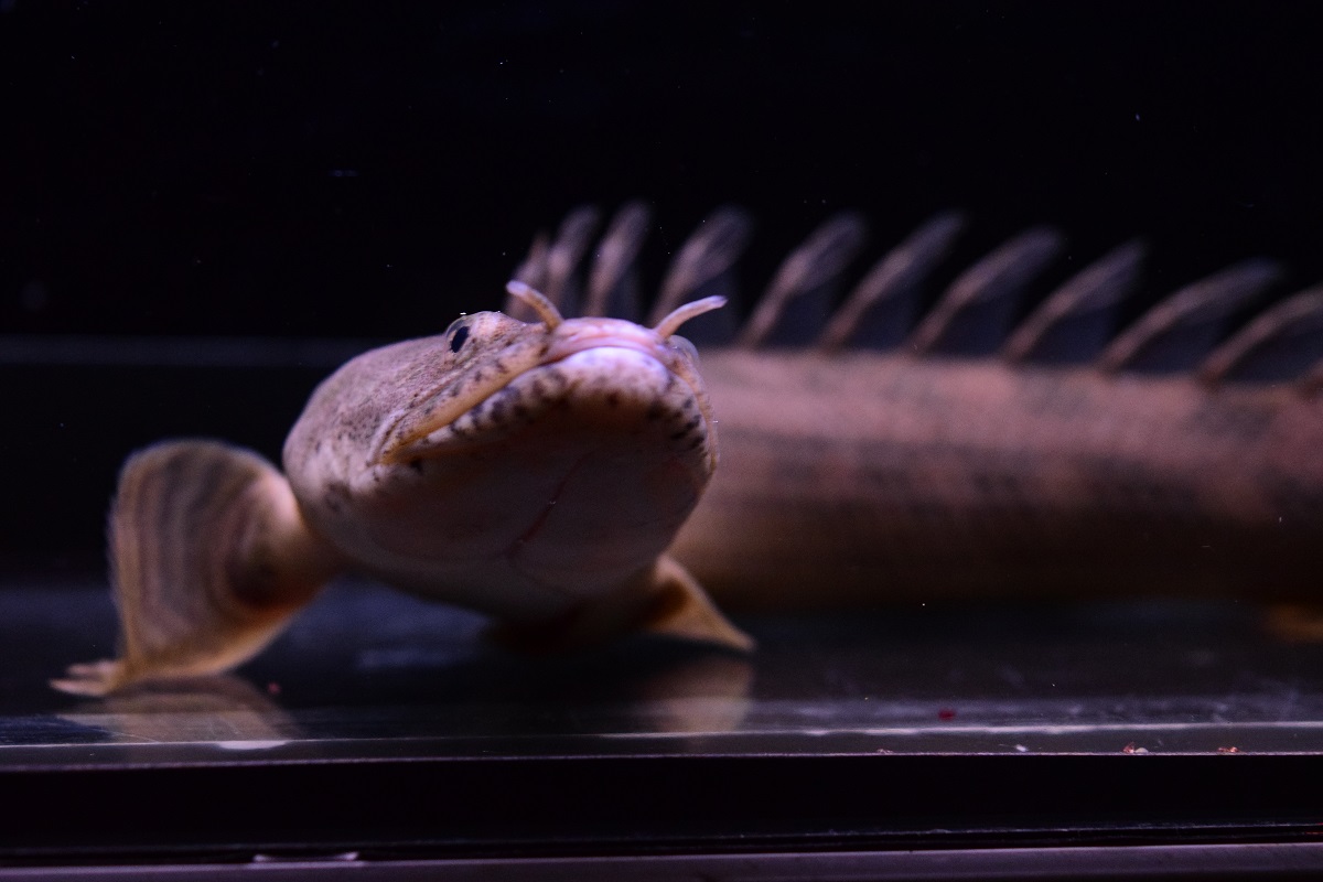 入荷魚情報 - 静岡市の熱帯魚専門店（大型魚・古代魚・珍魚