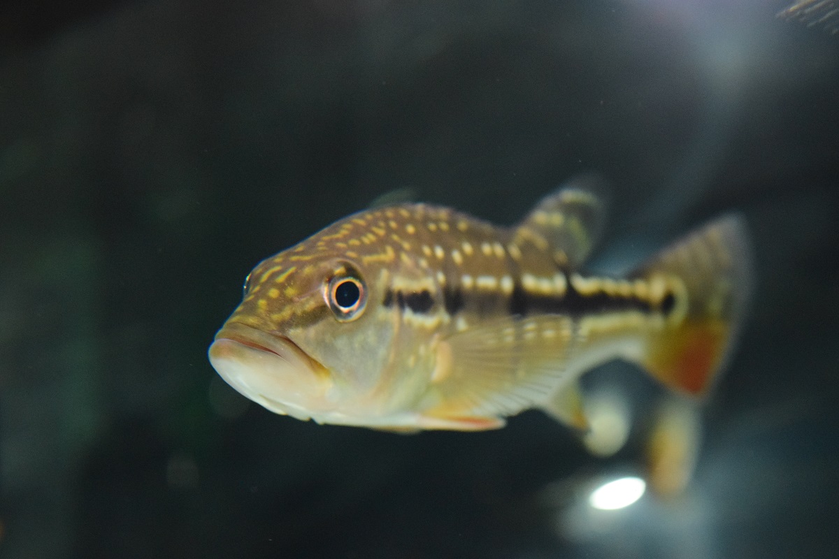在庫魚紹介 - 静岡市の熱帯魚専門店（大型魚・古代魚・珍魚