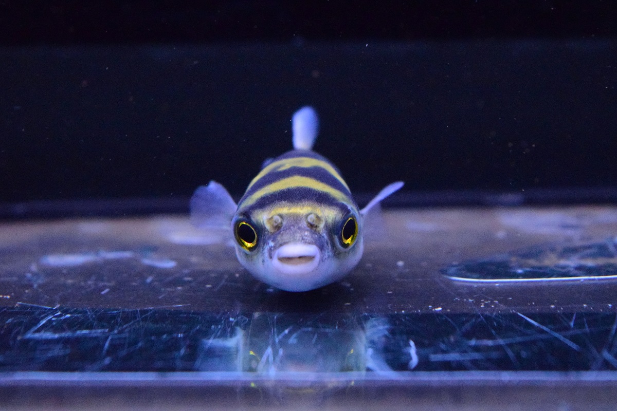 ピライーバ、肉食魚、熱帯魚 - 愛知県のその他