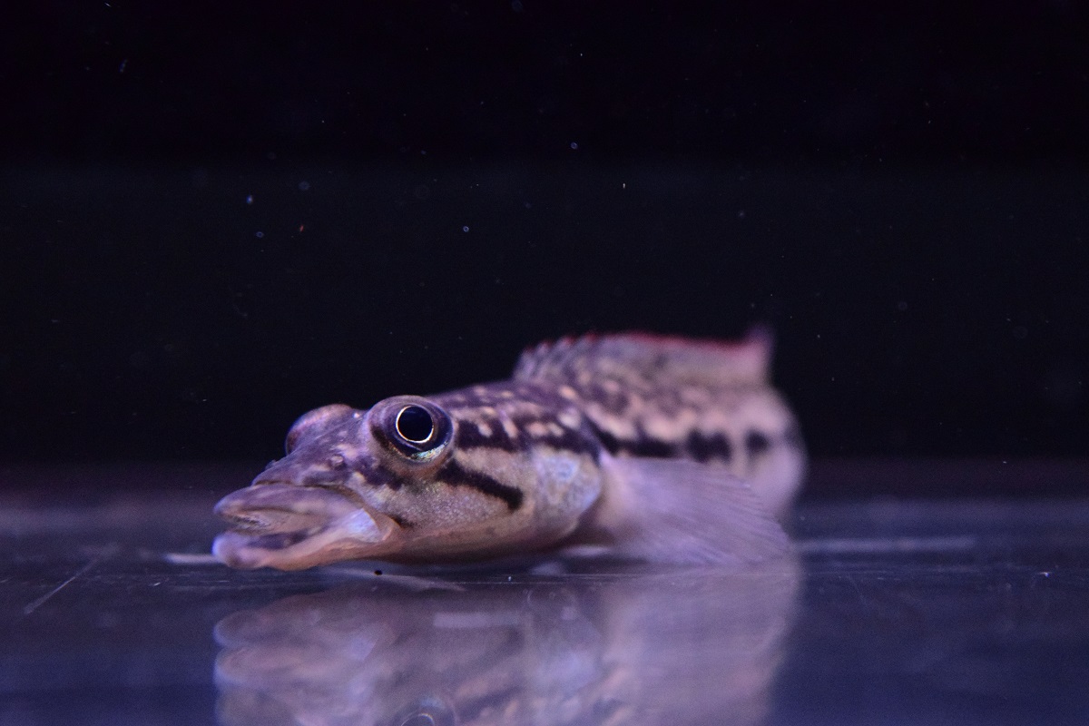 南米魚 - 静岡市の熱帯魚専門店（大型魚・古代魚・珍魚）｜World