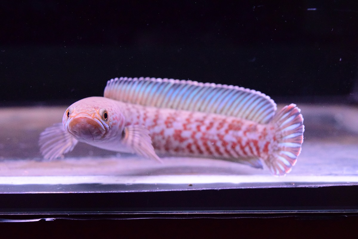 スネークヘッド - 静岡市の熱帯魚専門店（大型魚・古代魚・珍魚