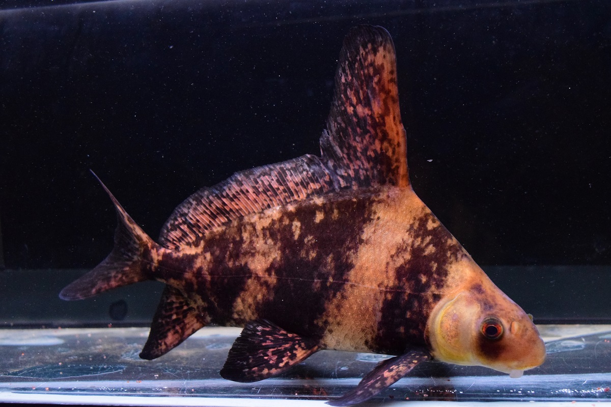 エンツュイ30センチ位