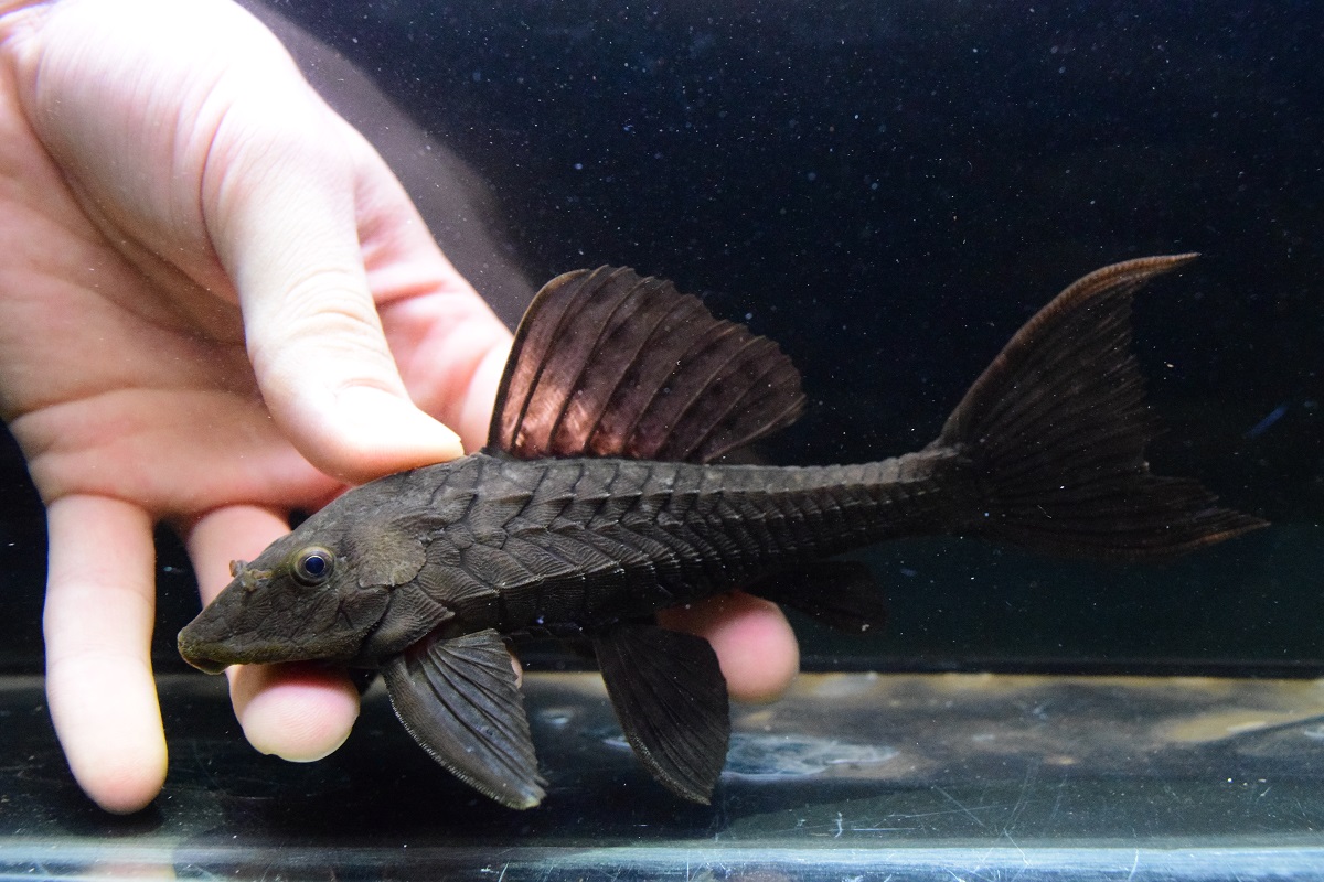 今日も少しだけ 静岡市の熱帯魚専門店 大型魚 古代魚 珍魚 World Rivers