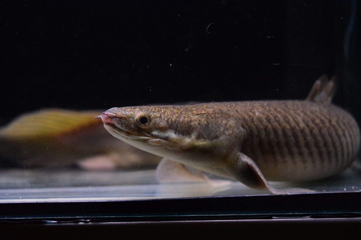 魚紹介！ - 静岡市の熱帯魚専門店（大型魚・古代魚・珍魚）｜World Rivers