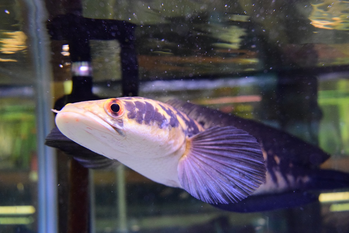 掲載魚 - 静岡市の熱帯魚専門店（大型魚・古代魚・珍魚）｜World