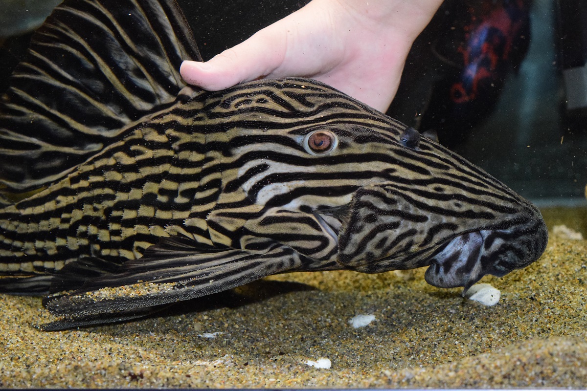 熱帯魚様 楽天市場】スーパーブルーダイヤモンド・ディスカス 8cm(646番