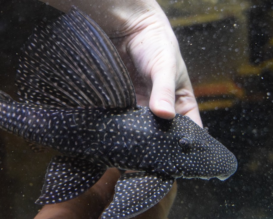 7/30 入荷魚紹介 - 静岡市の熱帯魚専門店（大型魚・古代魚・珍魚 