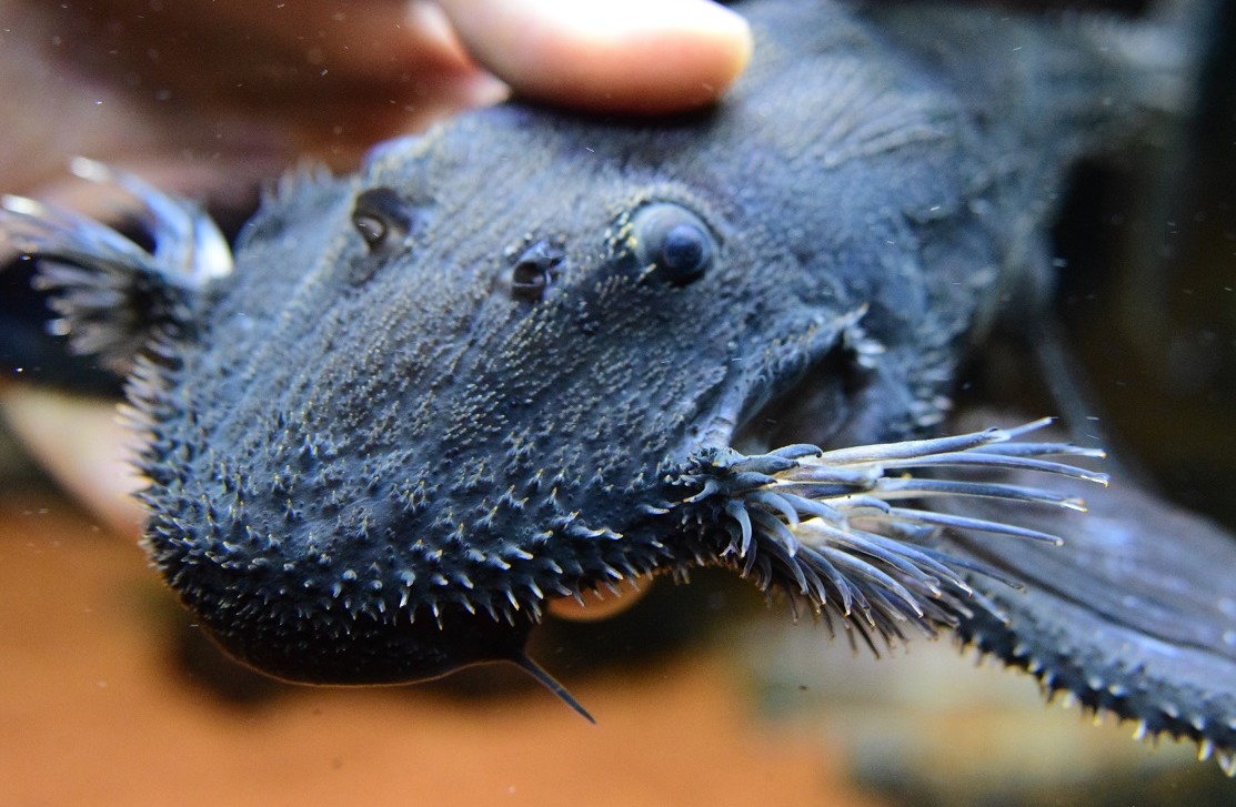 8/26 入荷魚紹介 - 静岡市の熱帯魚専門店（大型魚・古代魚・珍魚）｜World Rivers