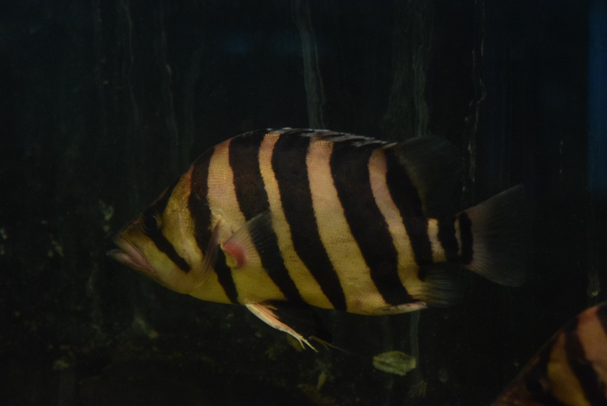 古代中国 あめ紬 魚回大鉢 タニオ 直径約22.5cm 東N7-1004①