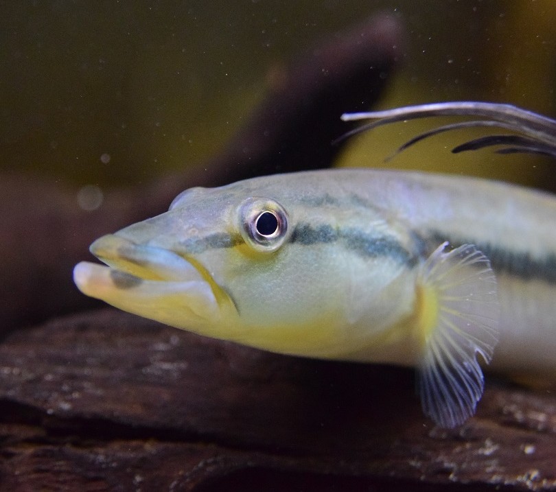 10/29 本日の入荷魚 - 静岡市の熱帯魚専門店（大型魚・古代魚・珍魚）｜World Rivers