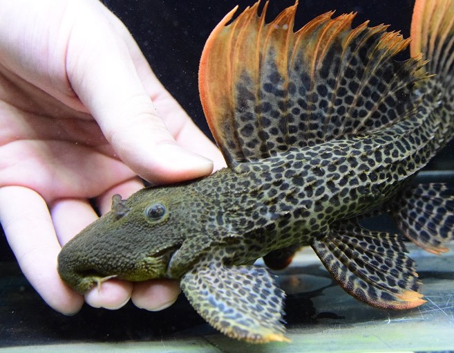 3/18 本日の入荷魚 - 静岡市の熱帯魚専門店（大型魚・古代魚・珍