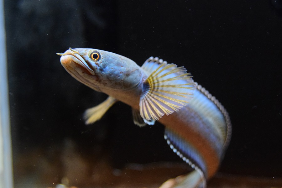 スネークヘッド 熱帯魚 11/10 スネークヘッド - 静岡市の熱帯魚専門店（大型魚・古代魚・珍魚