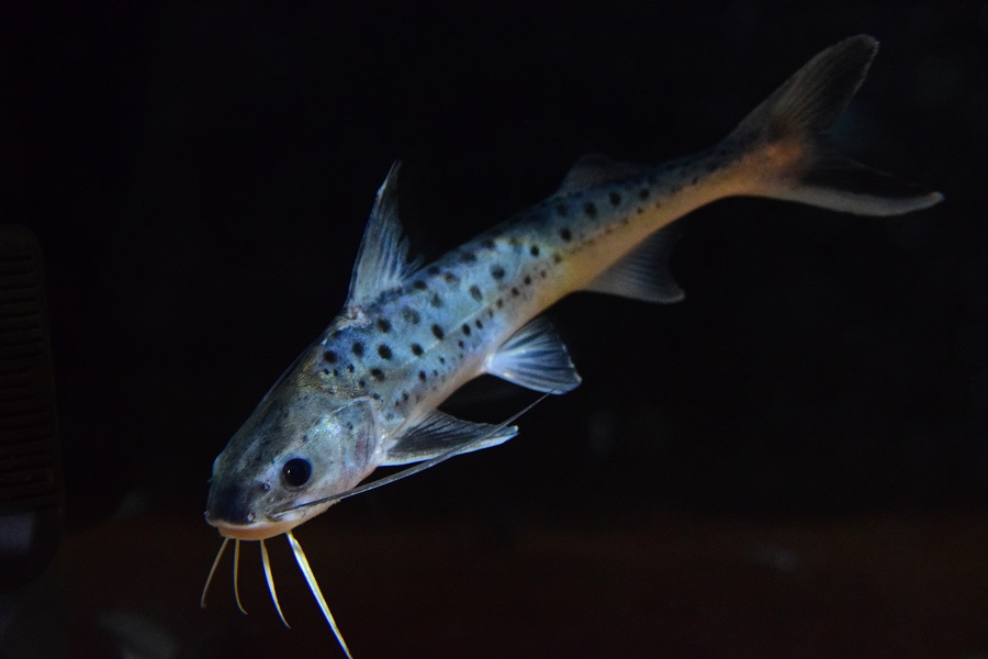 12/23 入荷魚紹介 - 静岡市の熱帯魚専門店（大型魚・古代魚・珍魚