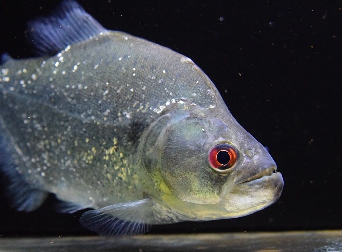 大判　アジア　ビンテージ古布　動物　魚　モチーフ　赤×白×紺 大判 アジア ビンテージ古布 動物 魚 モチーフ 赤×白×紺