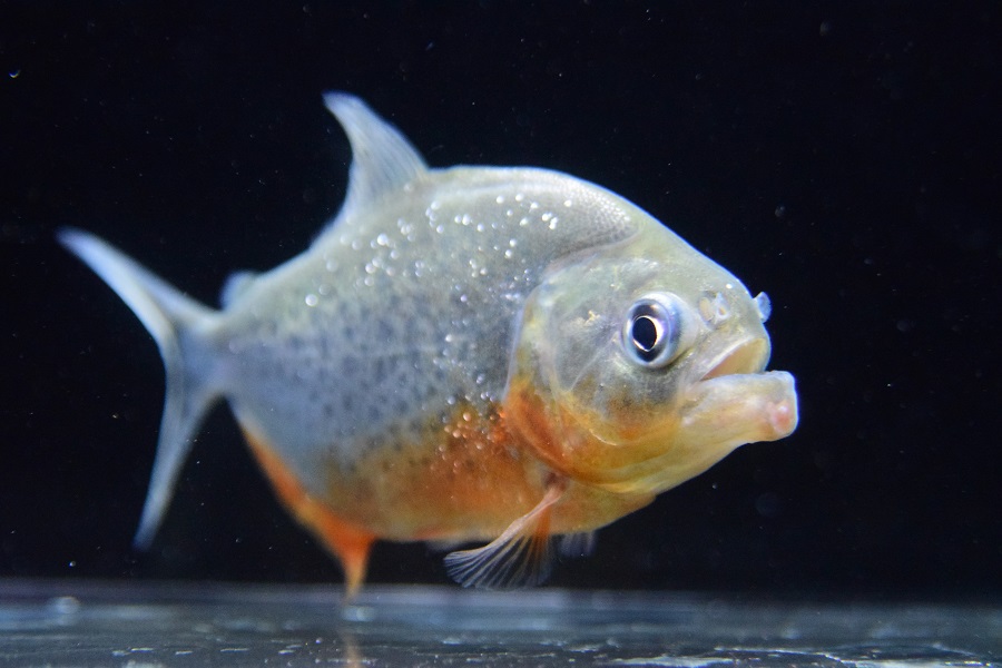 金魚｜金魚・メダカ - 熱帯魚のmishima