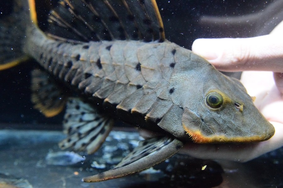 オレンジフィンアーマードプレコ25センチ - 魚類、水生生物