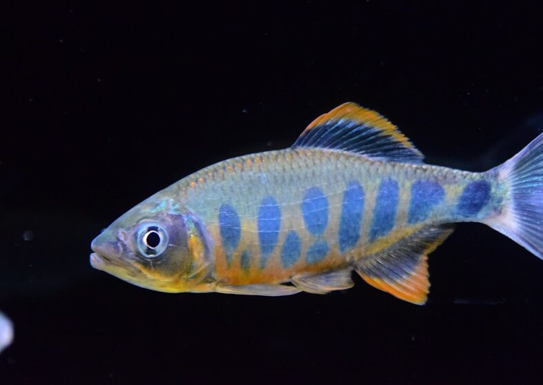 大判　アジア　ビンテージ古布　動物　魚　モチーフ　赤×白×紺 楽天市場】【10cm単位価格】 めでたい大漁柄 大漁旗 エビ 鯛 魚