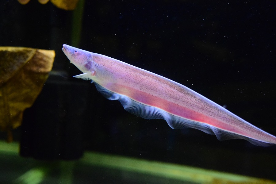 3/30 入荷魚紹介 - 静岡市の熱帯魚専門店（大型魚・古代魚・珍魚