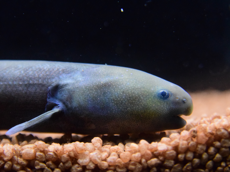 9/21 入荷魚紹介 - 静岡市の熱帯魚専門店（大型魚・古代魚・珍魚