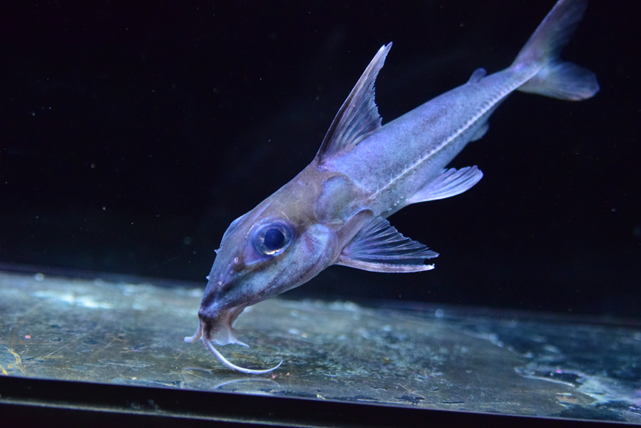 11/16 入荷魚紹介 - 静岡市の熱帯魚専門店（大型魚・古代魚・珍魚
