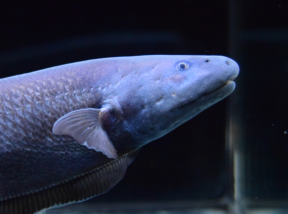 12/24 入荷魚紹介 - 静岡市の熱帯魚専門店（大型魚・古代魚・珍魚）｜World Rivers