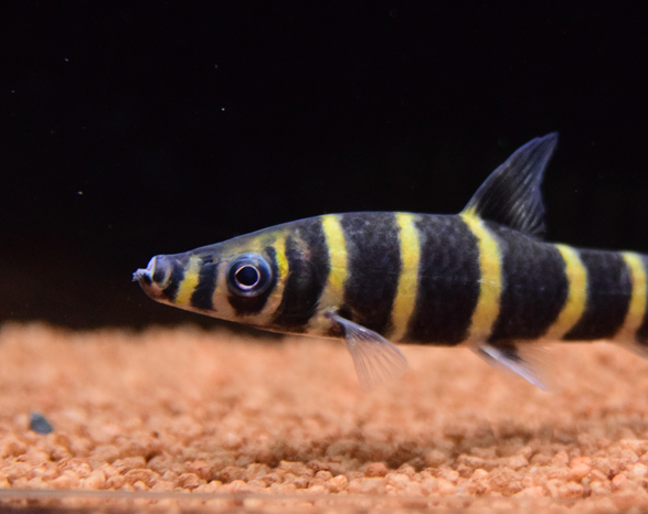最旬トレンドパンツ 1/7 入荷魚紹介 - 静岡市の熱帯魚専門店（大型魚・古代魚・珍魚 その他