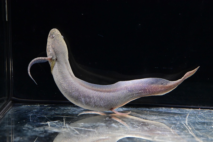 【中古】 バナナワニプリンセス/ビクターエンタテインメント/人魚蛟司 9/26 入荷魚紹介 - 静岡市の熱帯魚専門店（大型魚・古代魚・珍魚